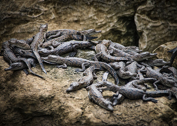 CANYON DE SUMIDERO | MEXICO