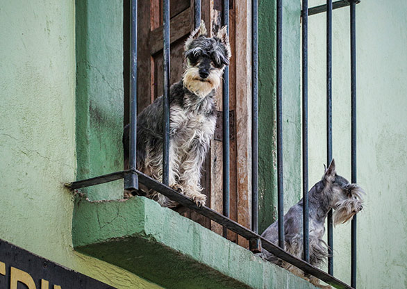 DOLORES HIDALGO | MEXICO