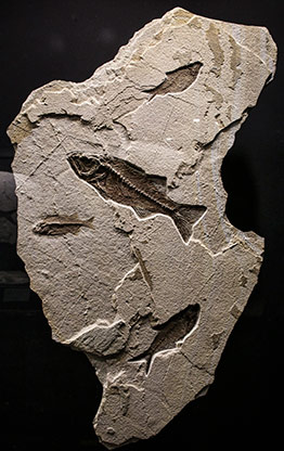 EL EDEN MINE | MEXICO