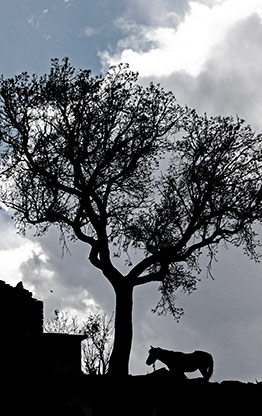 REAL DE CATORCE | MEXICO