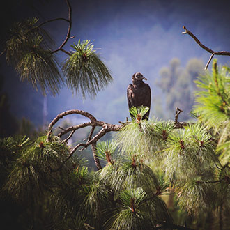 SAN JOSE DEL PACIFICO | MEXICO