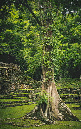 YAXCHILAN | MEXICO