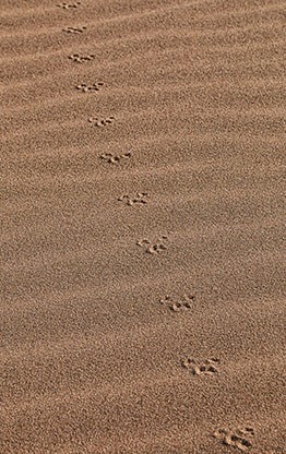 KHONGORYN ELS | MONGOLIA