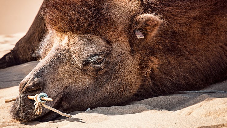 KHONGORYN ELS | MONGOLIA