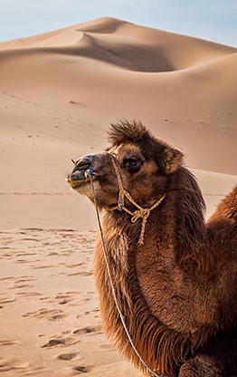 KHONGORYN ELS | MONGOLIA