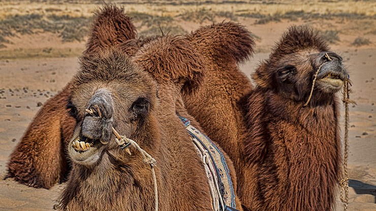 KHONGORYN ELS | MONGOLIA