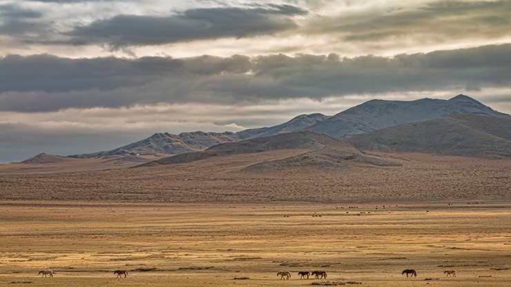 MONGOLIAN STEPPE | MONGOLIA