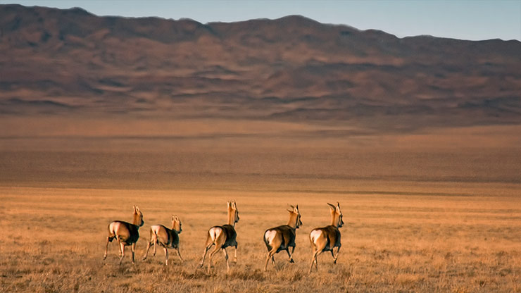 MONGOLIAN STEPPE | MONGOLIA