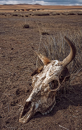 MONGOLIAN STEPPE | MONGOLIA