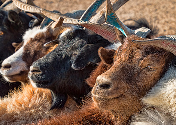 MONGOLIAN STEPPE | MONGOLIA