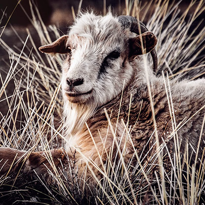 MONGOLIAN STEPPE | MONGOLIA