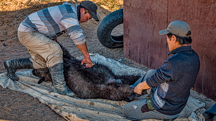 MONGOLIAN STEPPE | MONGOLIA