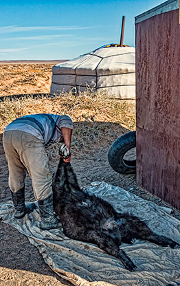 MONGOLIAN STEPPE | MONGOLIA