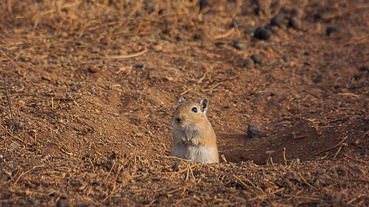 MONGOLIAN STEPPE | MONGOLIA