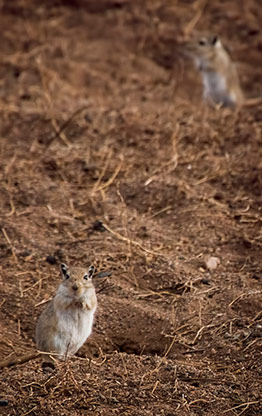 MONGOLIAN STEPPE | MONGOLIA