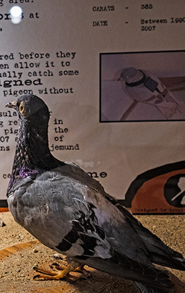 KOLMANNSKUPPE | NAMIBIA