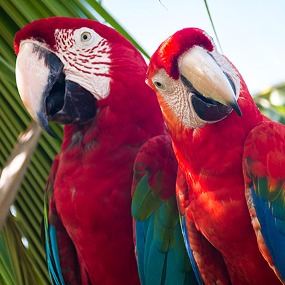 BOCA DEL TORO | PANAMA