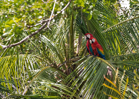 BOCA DEL TORO | PANAMA