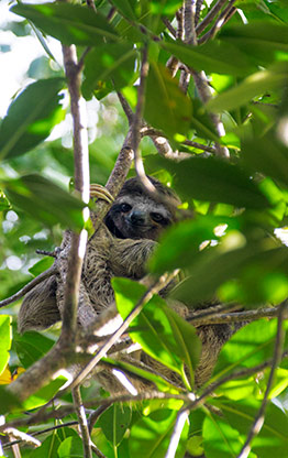 BOCA DEL TORO | PANAMA