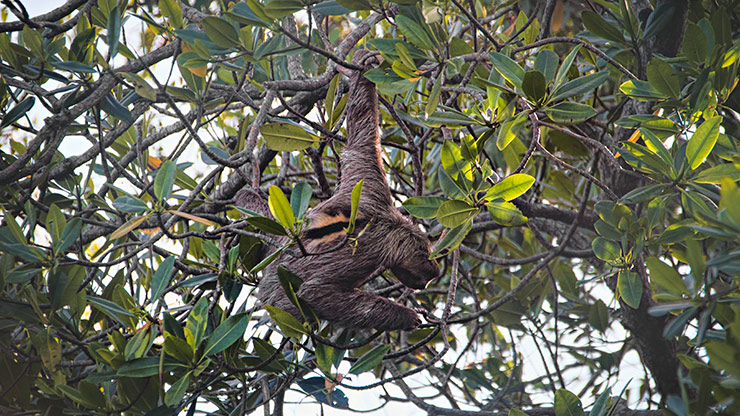 BOCA DEL TORO | PANAMA