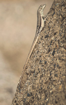 PERU CHAN CHAN | PERU