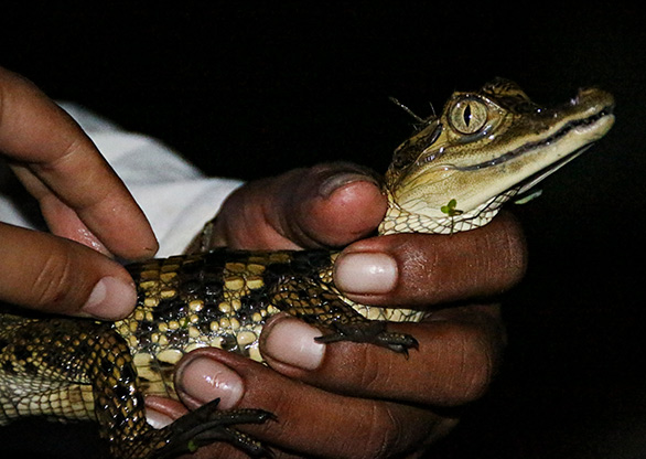 PERU AMAZON JUNGLE | PERU