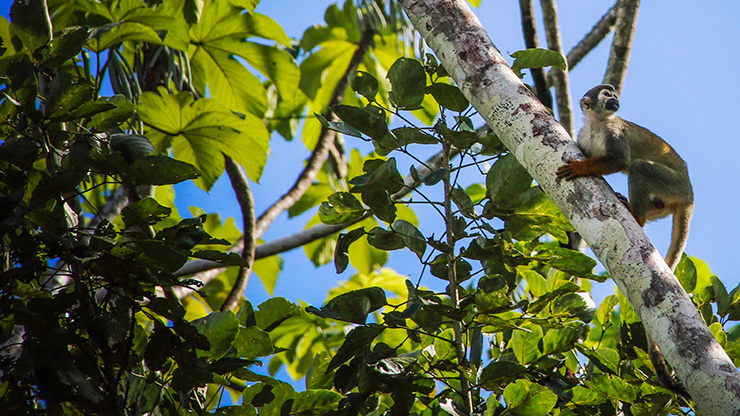 PERU AMAZON JUNGLE | PERU