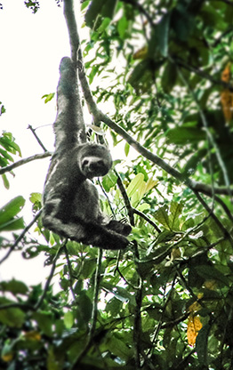 PERU AMAZON JUNGLE | PERU