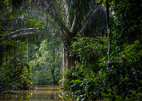 PERU AMAZON JUNGLE | PERU