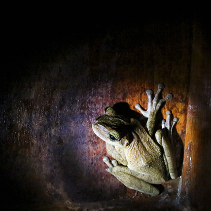 PERU AMAZON JUNGLE | PERU