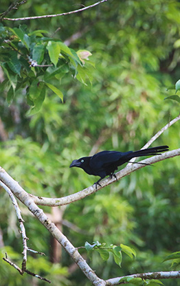 PERU AMAZON JUNGLE | PERU
