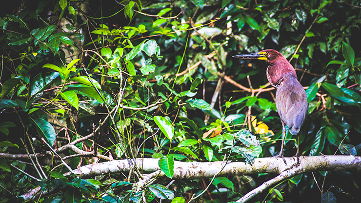 PERU AMAZON JUNGLE | PERU