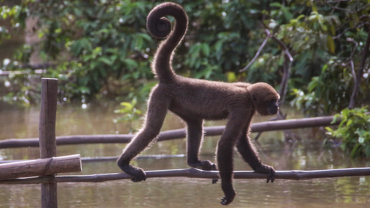 PERU MONKEY ISLAND | PERU