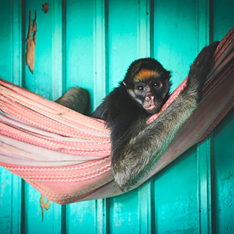 PERU MONKEY ISLAND | PERU