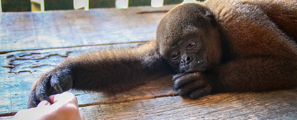 PERU MONKEY ISLAND | PERU