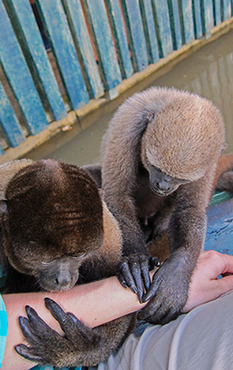 PERU MONKEY ISLAND | PERU