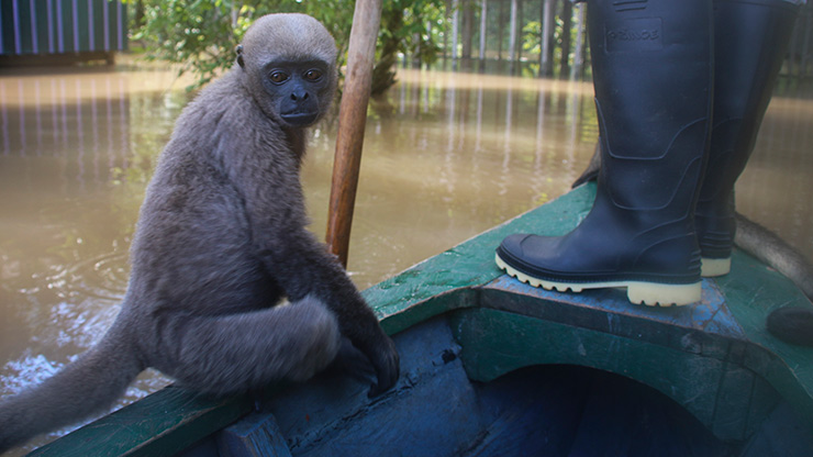PERU MONKEY ISLAND | PERU