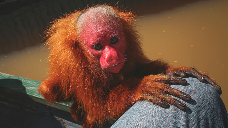 PERU MONKEY ISLAND | PERU