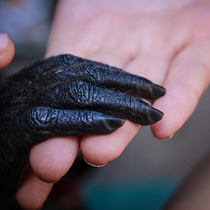 PERU MONKEY ISLAND | PERU