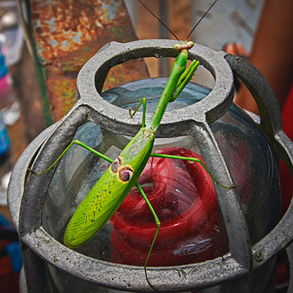 PERU RIO NAPO | PERU