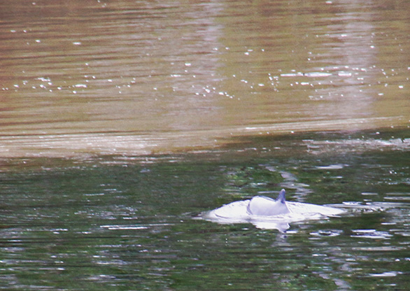 PERU RIO NAPO | PERU