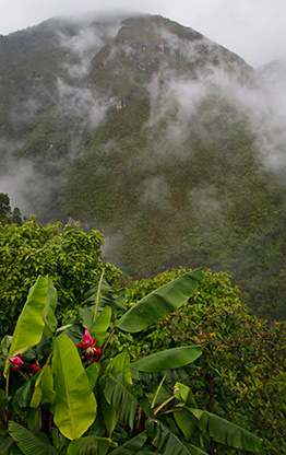 PERU TARAPOTO | PERU
