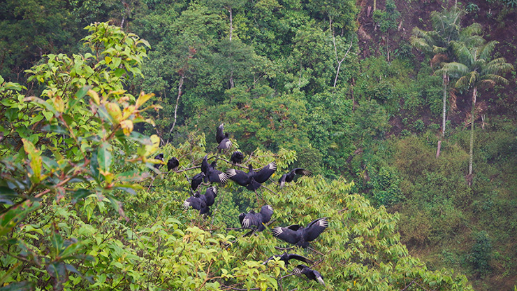 PERU TARAPOTO | PERU