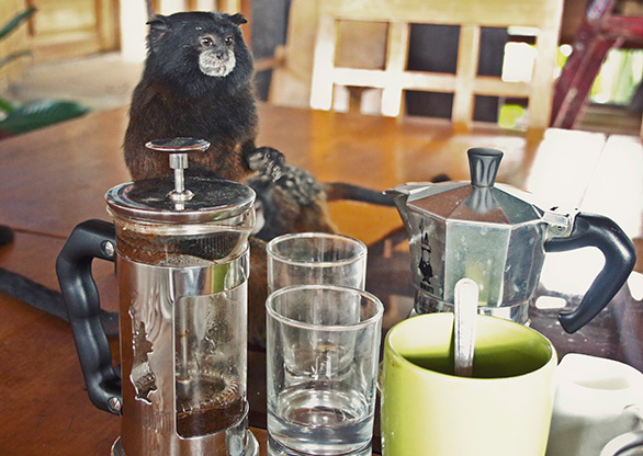 PERU TARAPOTO | PERU