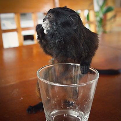 PERU TARAPOTO | PERU