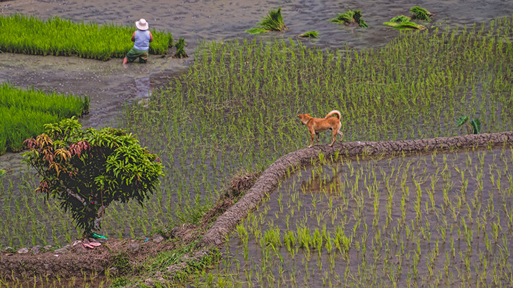 BANAUE | PHILIPPINES