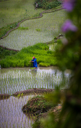 BANAUE | PHILIPPINES