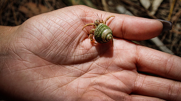 PINONES | PUERTO RICO
