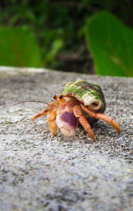 PINONES | PUERTO RICO