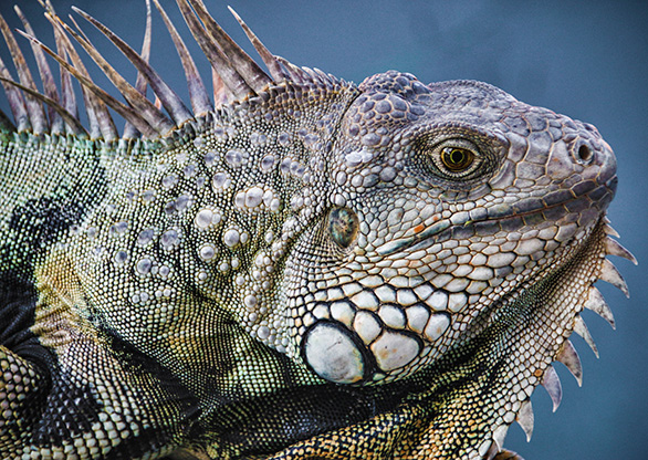 CUEVA DEL INDIO | PUERTO RICO